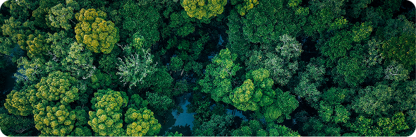 Floresta sustentável